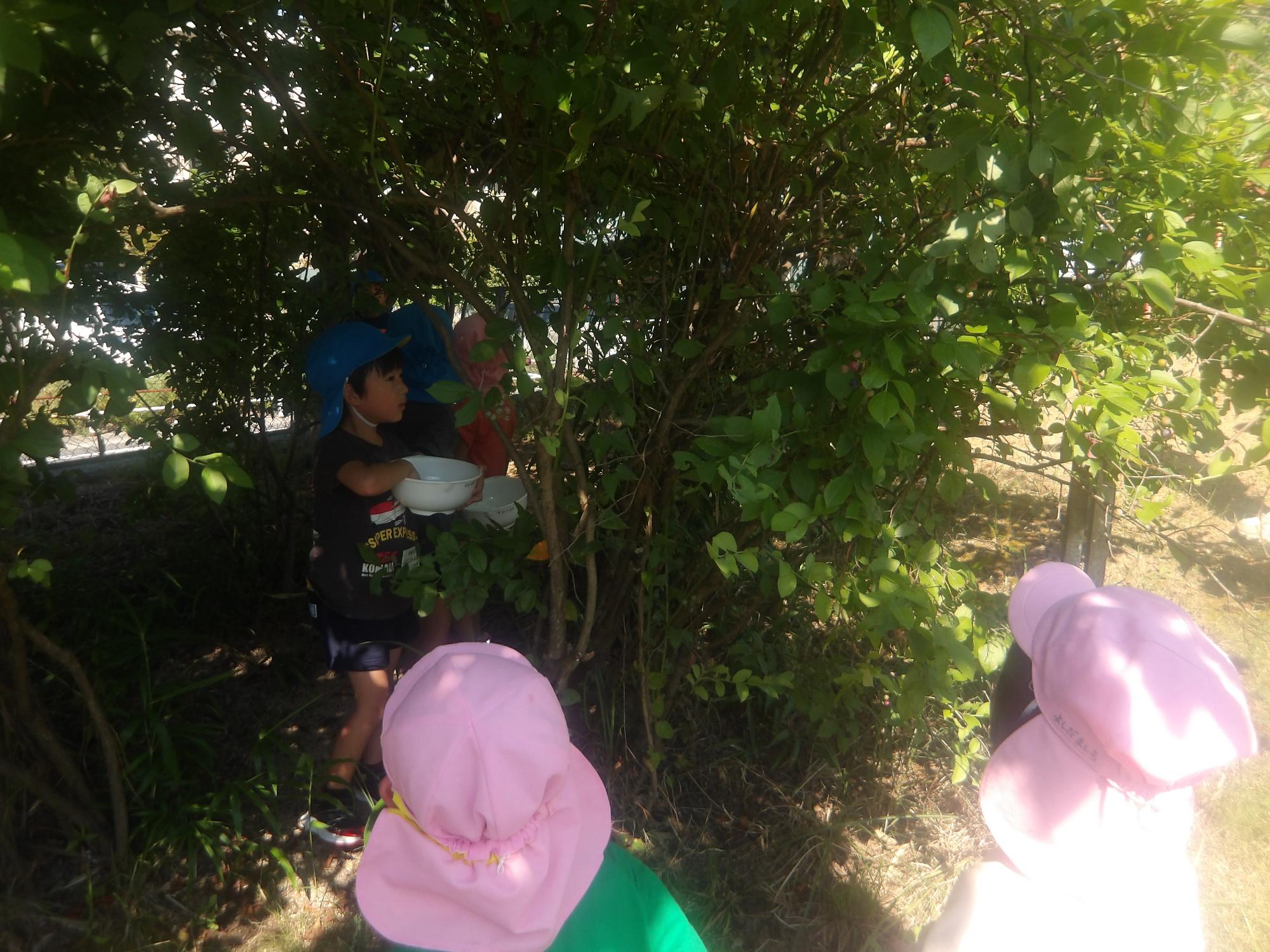ブルーベリー