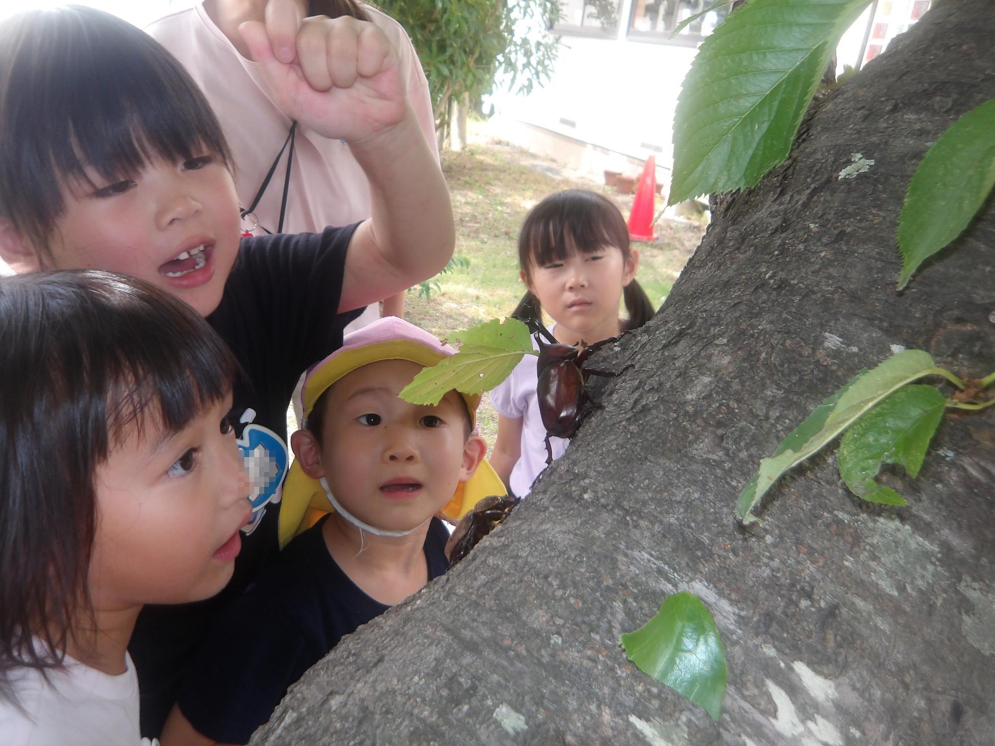 かぶとむしみつけた