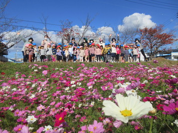 たくさんのコスモスが咲いているコスモスロードでの記念写真