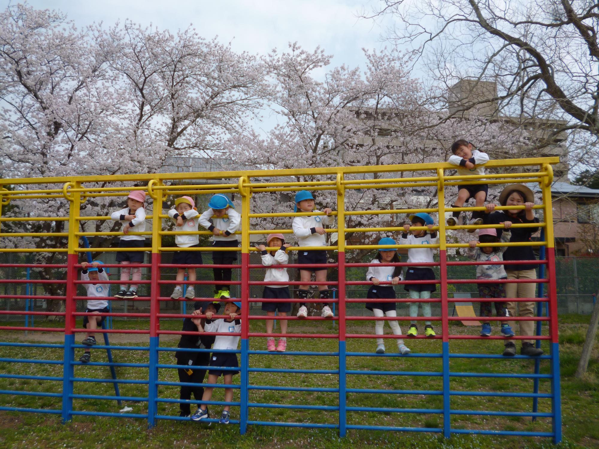校庭で遊具にのぼって桜を見ている