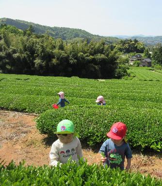 茶畑で茶摘みをする園児