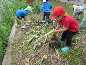 園庭の畑で玉ねぎを収穫する園児