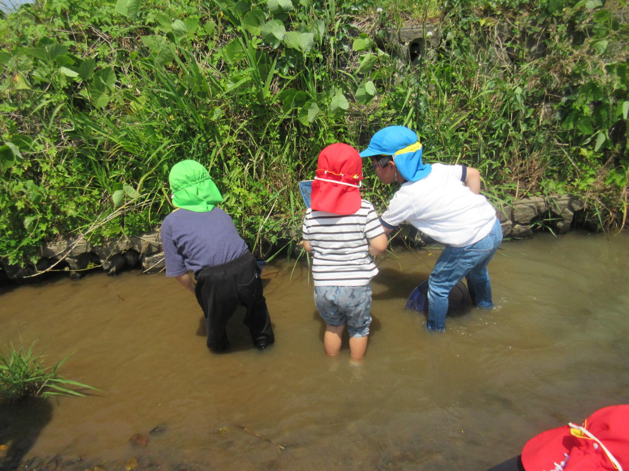 持田幼稚園お友達が朝酌幼稚園のこどもにたもを使った生き物の捕り方を教えています。