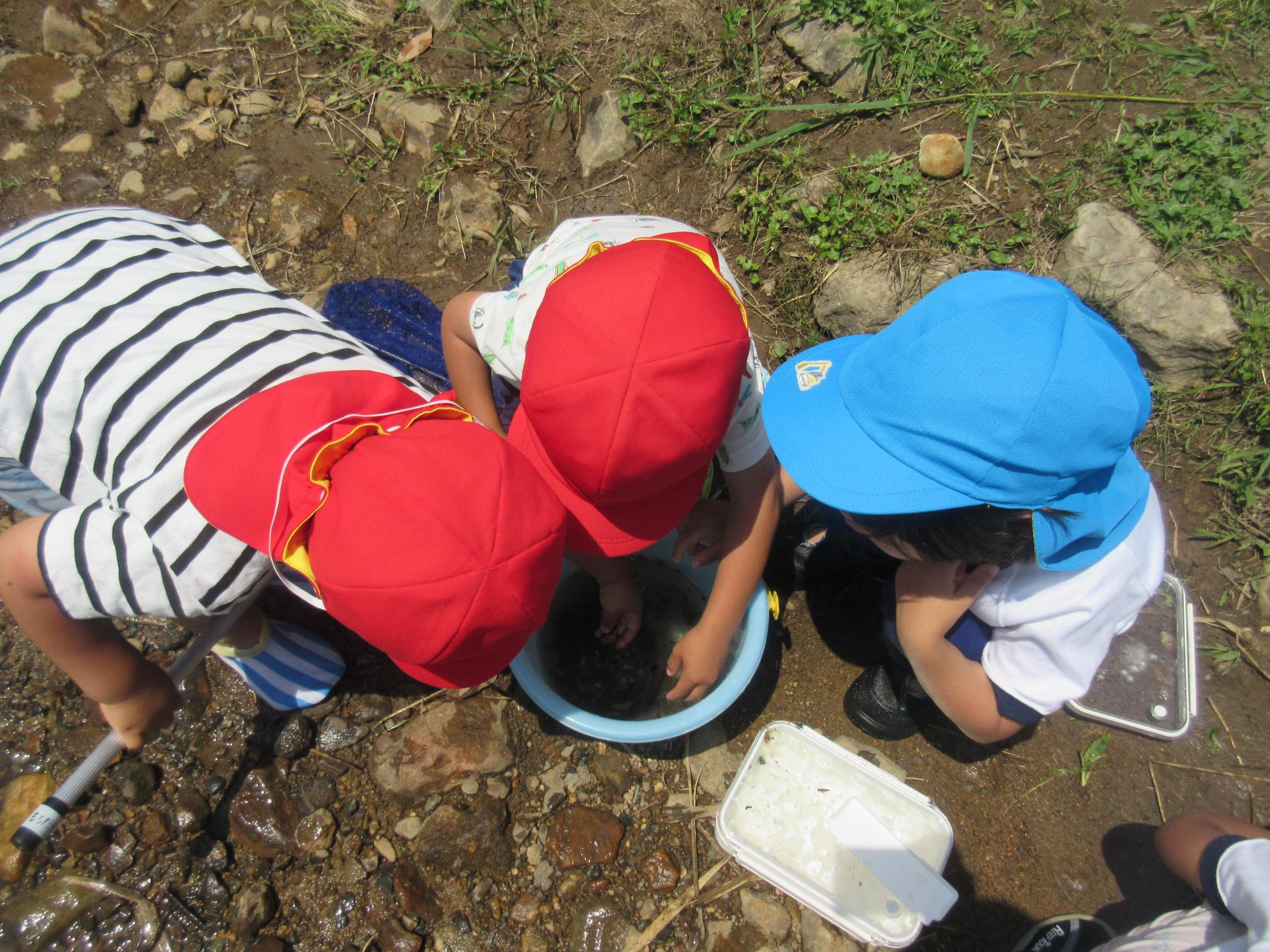 朝酌幼稚園と持田幼稚園のこどもたちが、捕まえた生き物をたらいに入れてみんなで見ています。