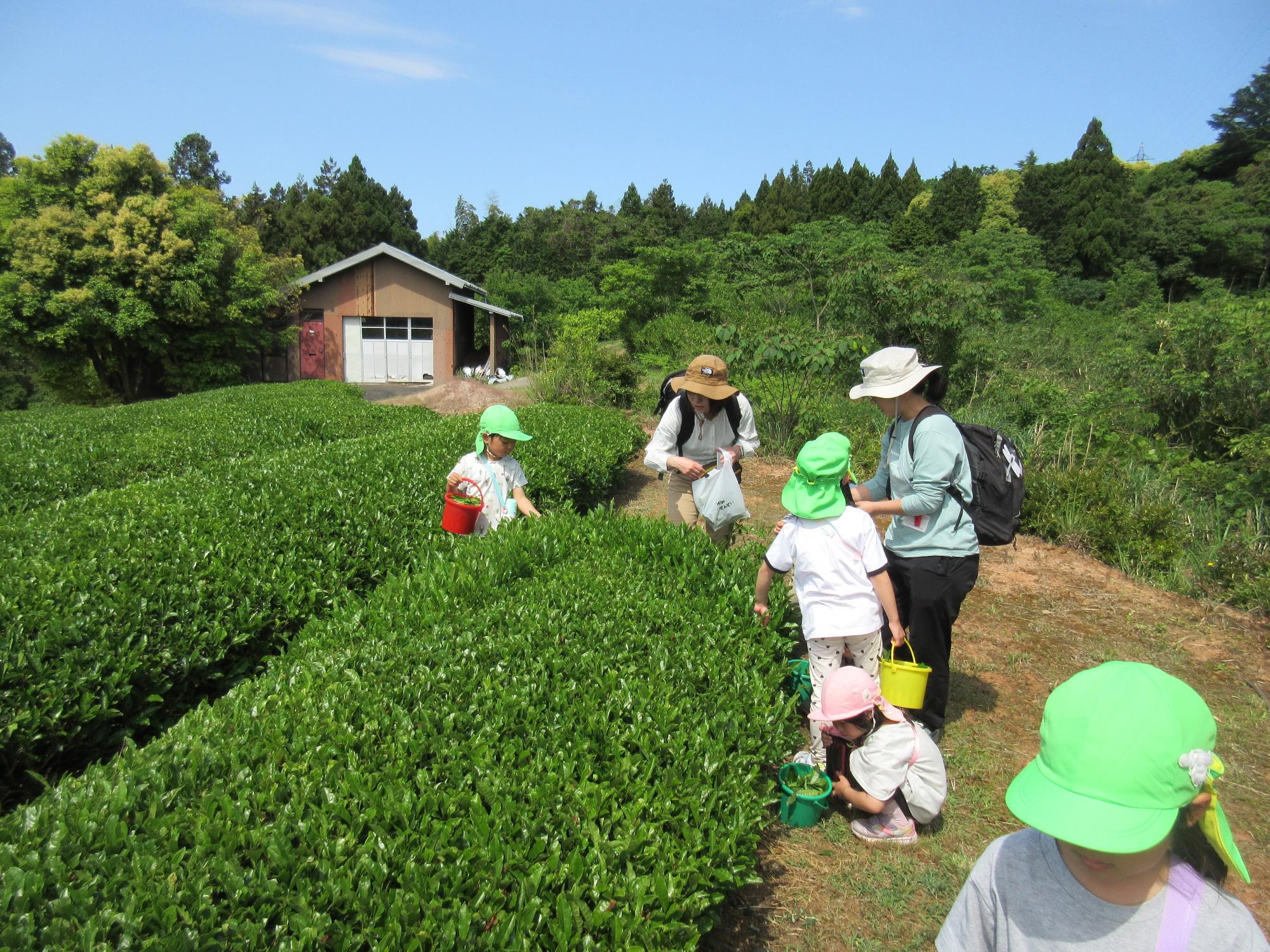 先生とこどもが赤や黄色の小さなバケツを持って、茶畑でお茶摘みをしてバケツにお茶の葉を入れている。