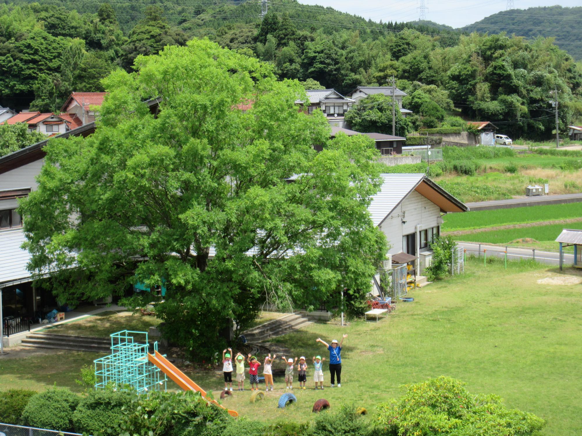 隣の小学校の3階から撮影した、先生とこどもたちが園庭にある大きなニレの木の前に並んで「おーい」と手を振っている写真。