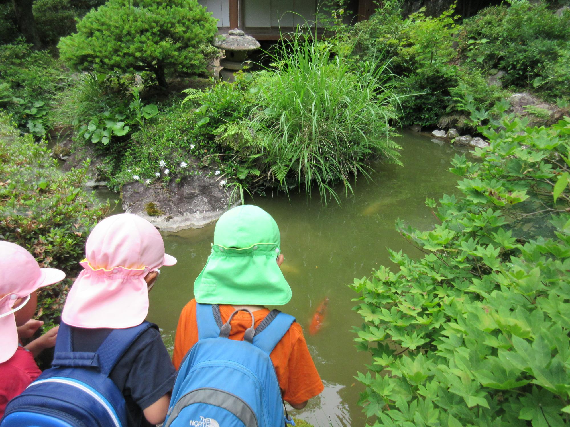 お寺の裏庭の池で、鯉にえさやりをしているこどもたち