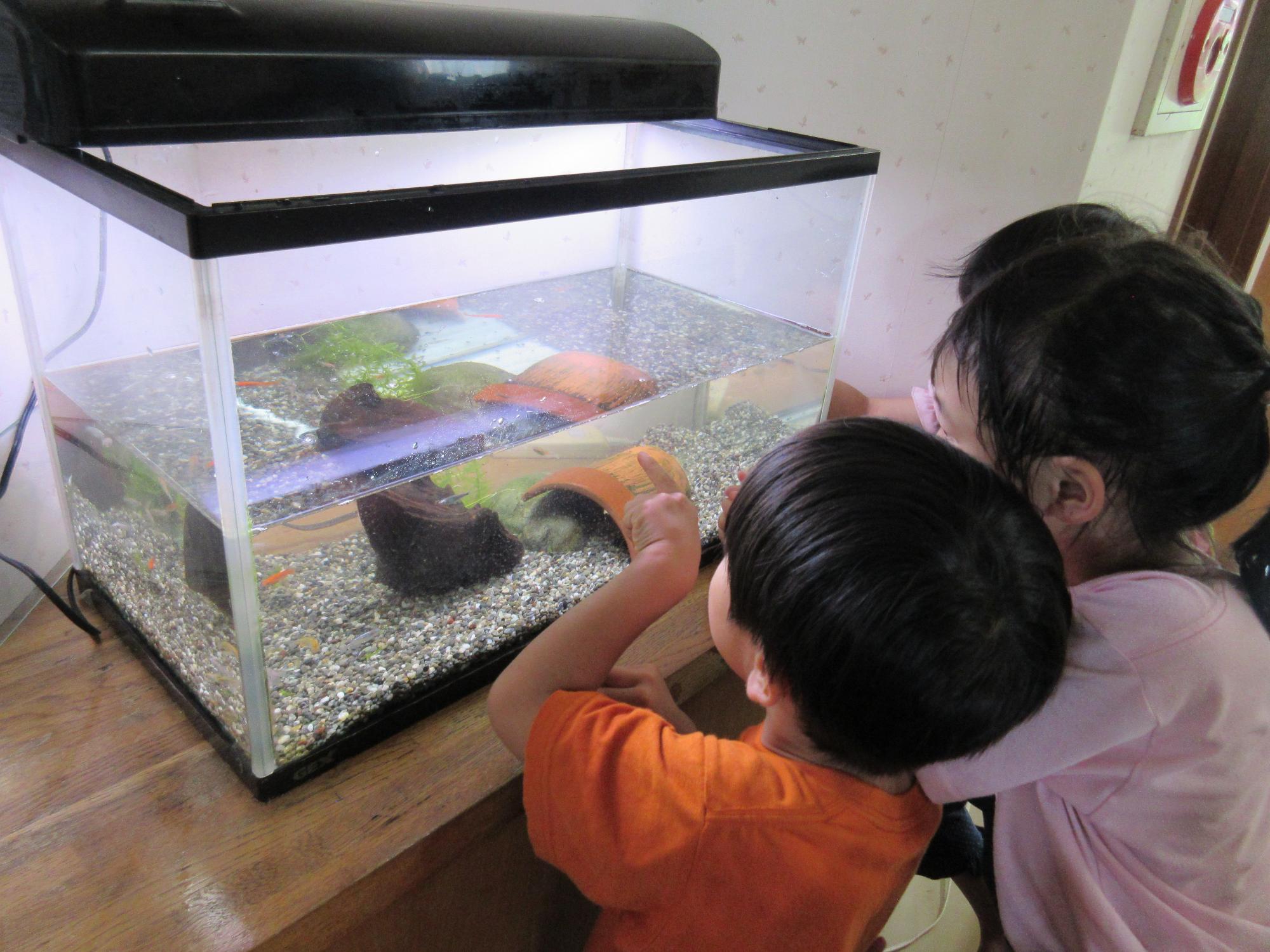 水槽の中で泳いでいるメダカを指さしながら話をしている二人のこども