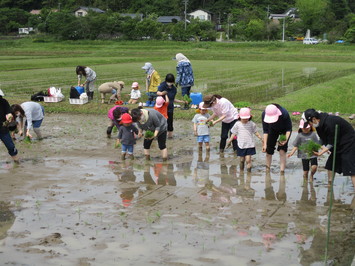 大人の人に手伝ってもらいながら田んぼに入り田植えをする園児たちの写真