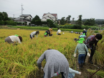 大人の人たちと協力しながら稲刈りをする園児たちの写真