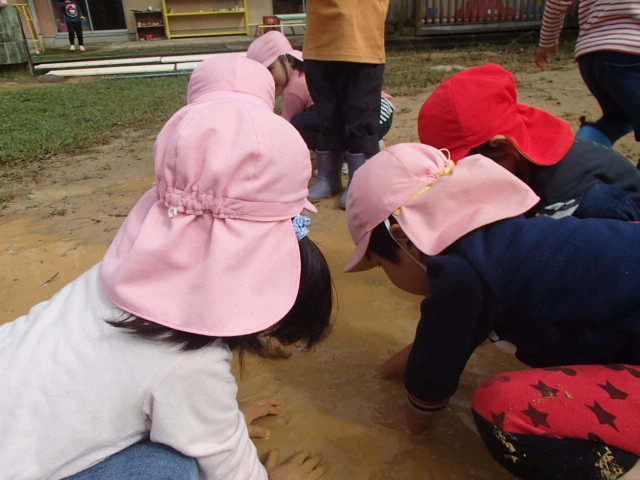 園庭にできた泥の水たまりに手を入れて遊ぶ園児たちの写真