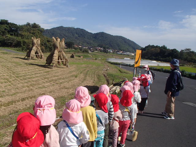 道路沿いに並んで立ち、よずくはでという方法で干されている稲を見ている園児たちの写真