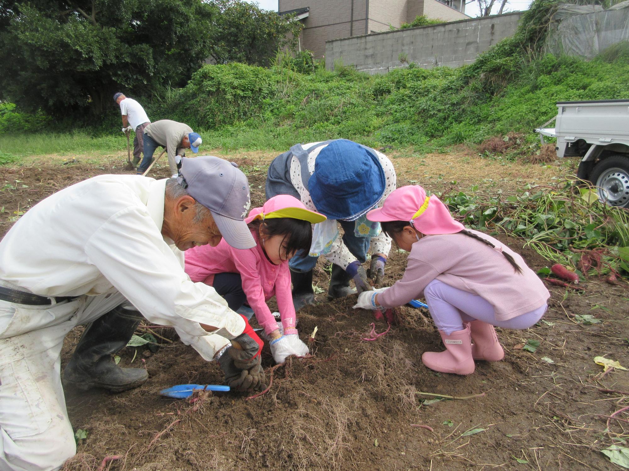 わぁ、大きな芋が見えてきた！