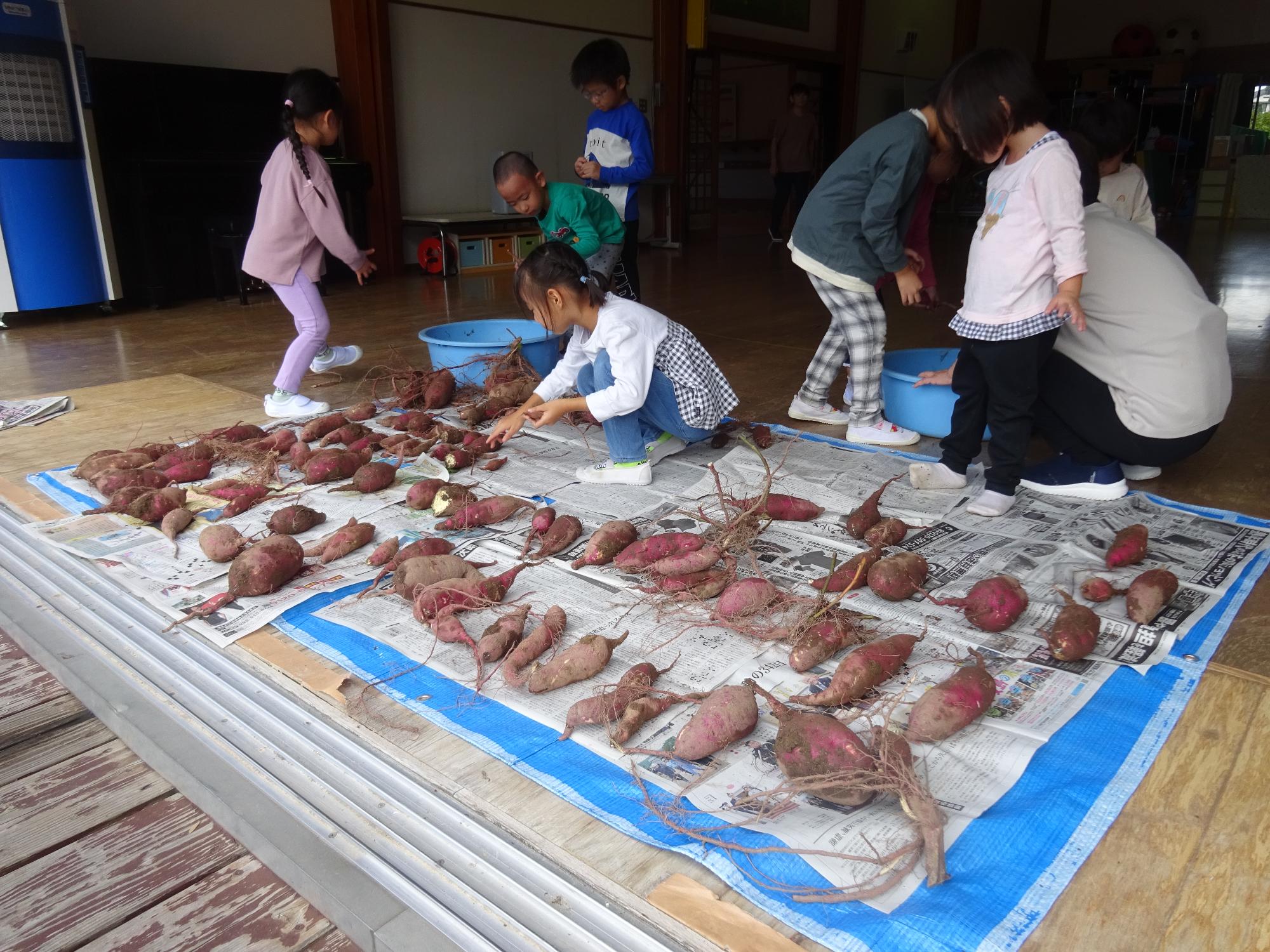 みんなで芋を並べたよ