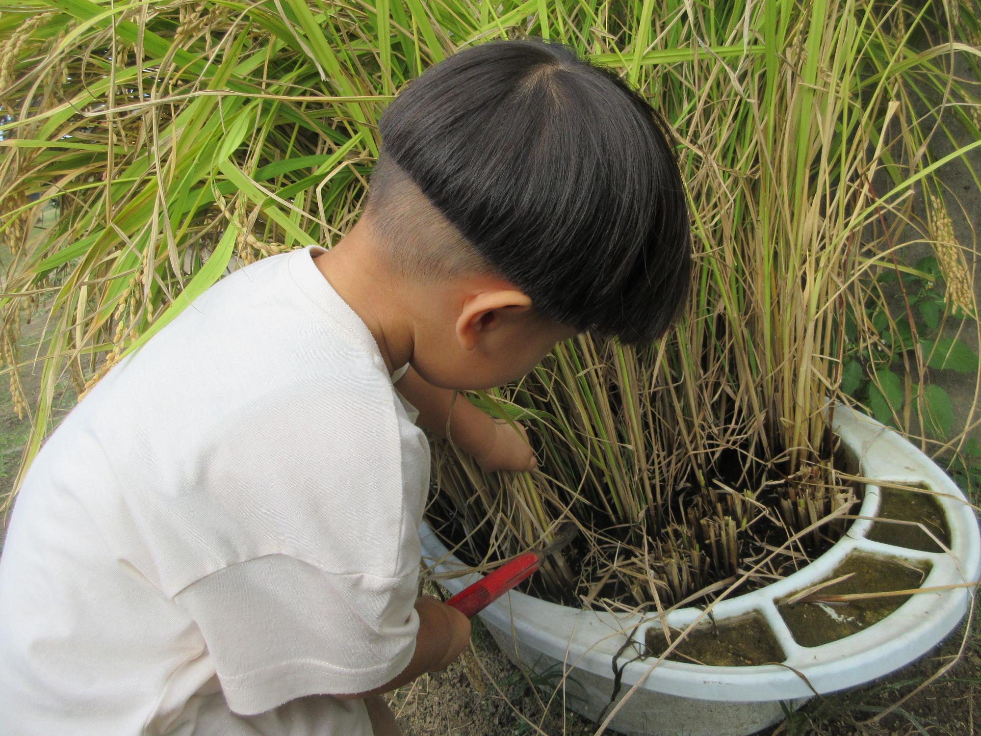 りんご組も稲刈りに挑戦！