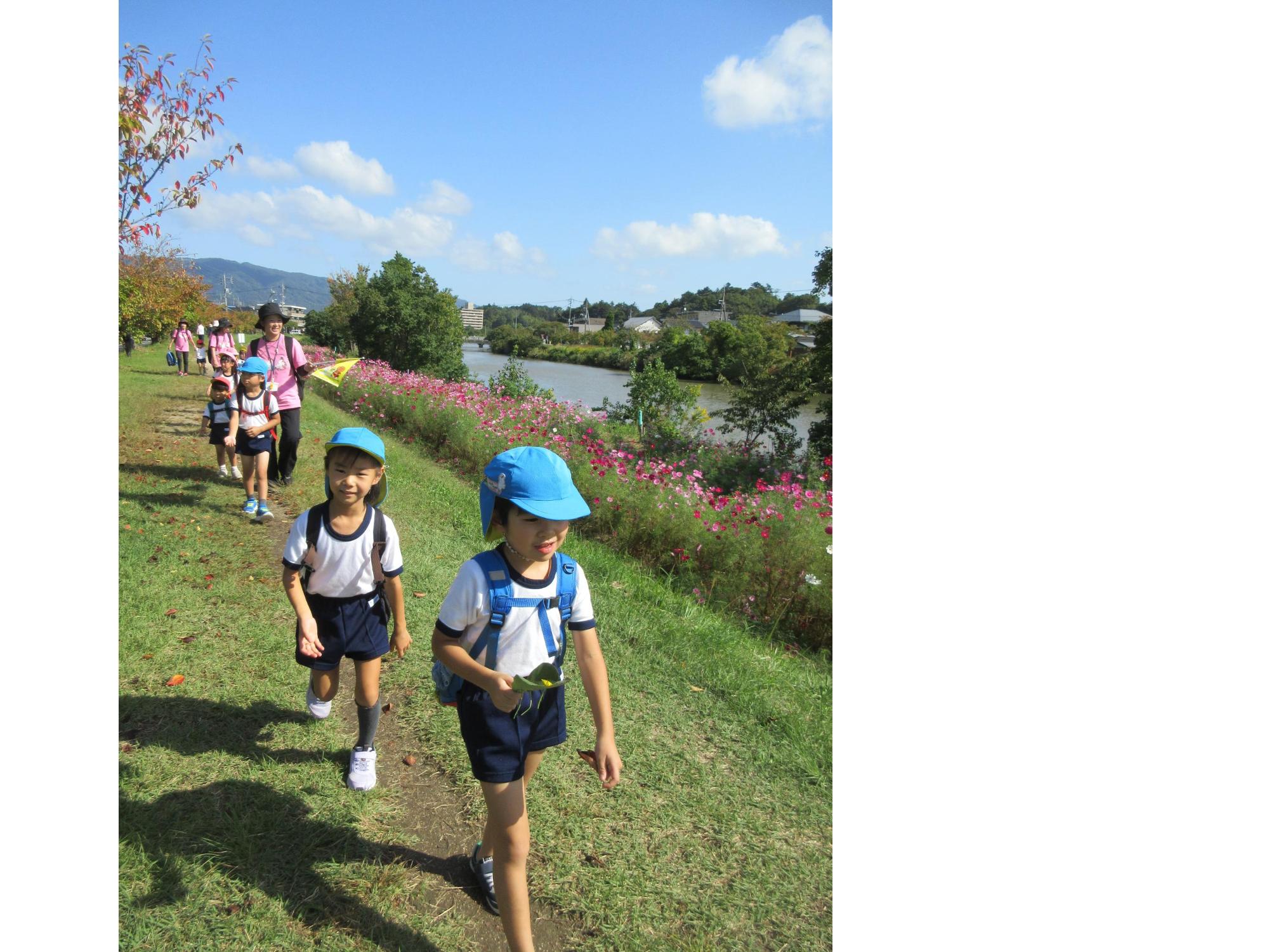 コスモスロードを歩いたよ