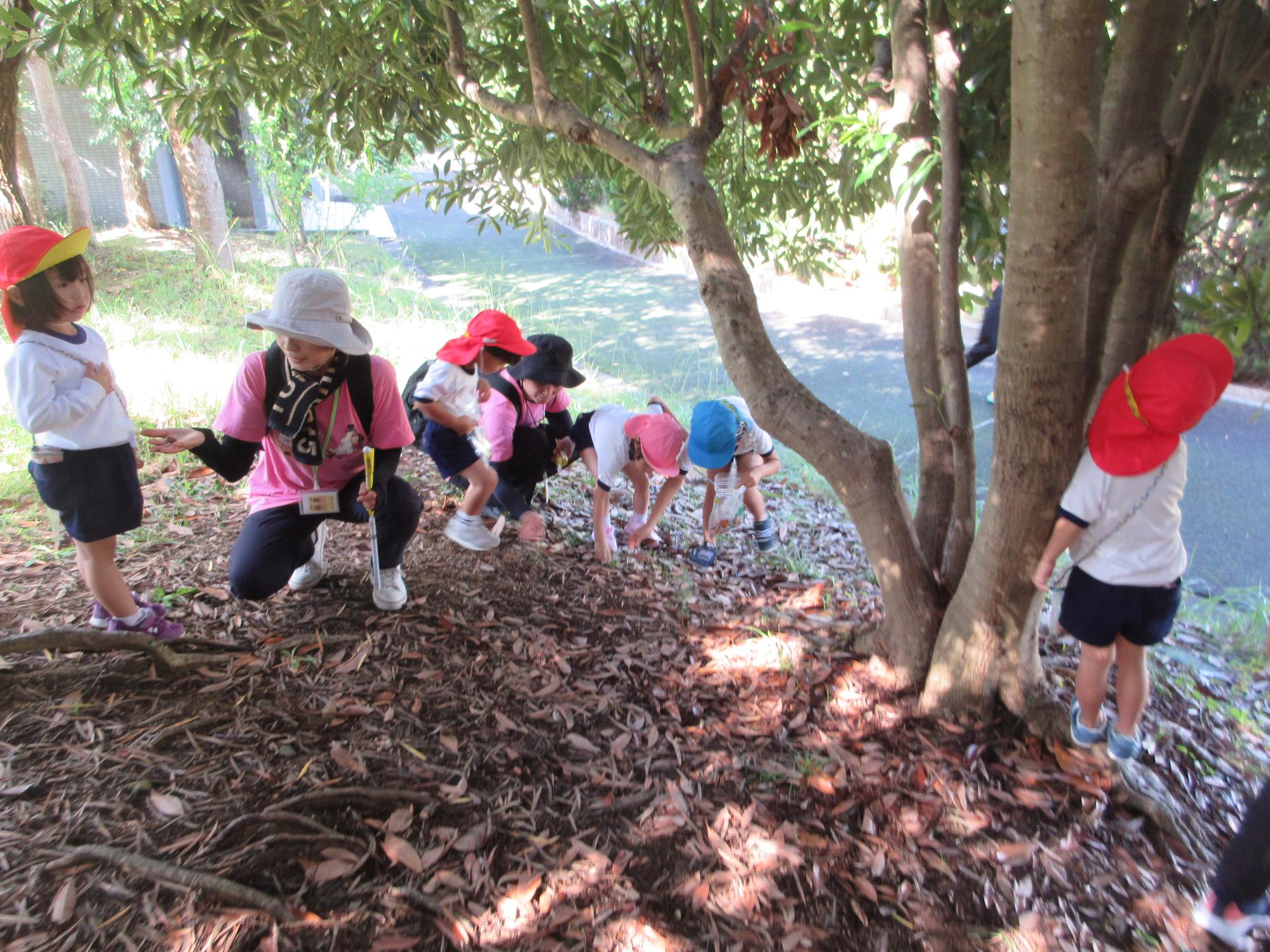 木の実を拾ったよ