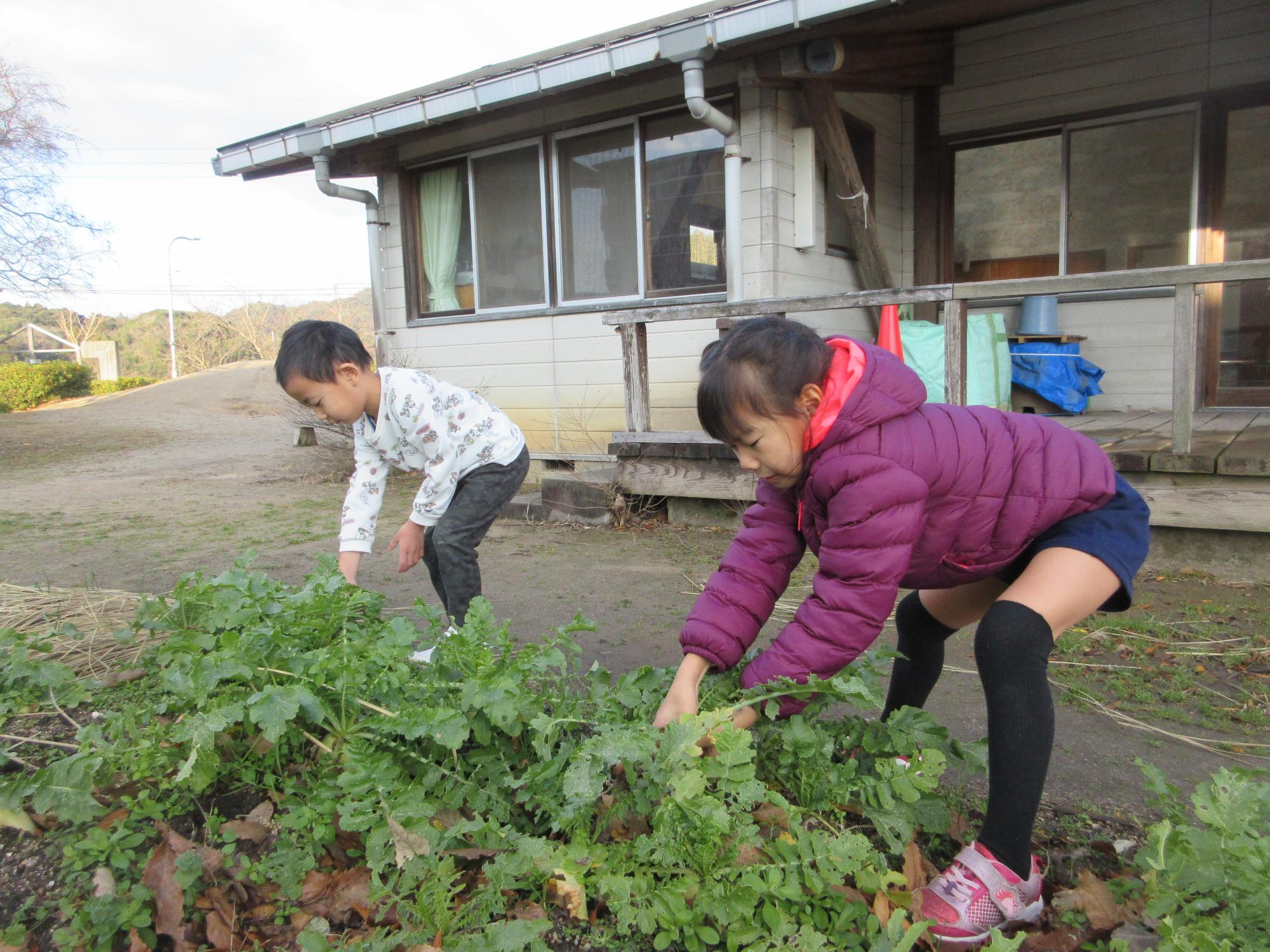 大根をぬくぞー！！