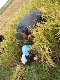 稲刈りを体験する園児の写真