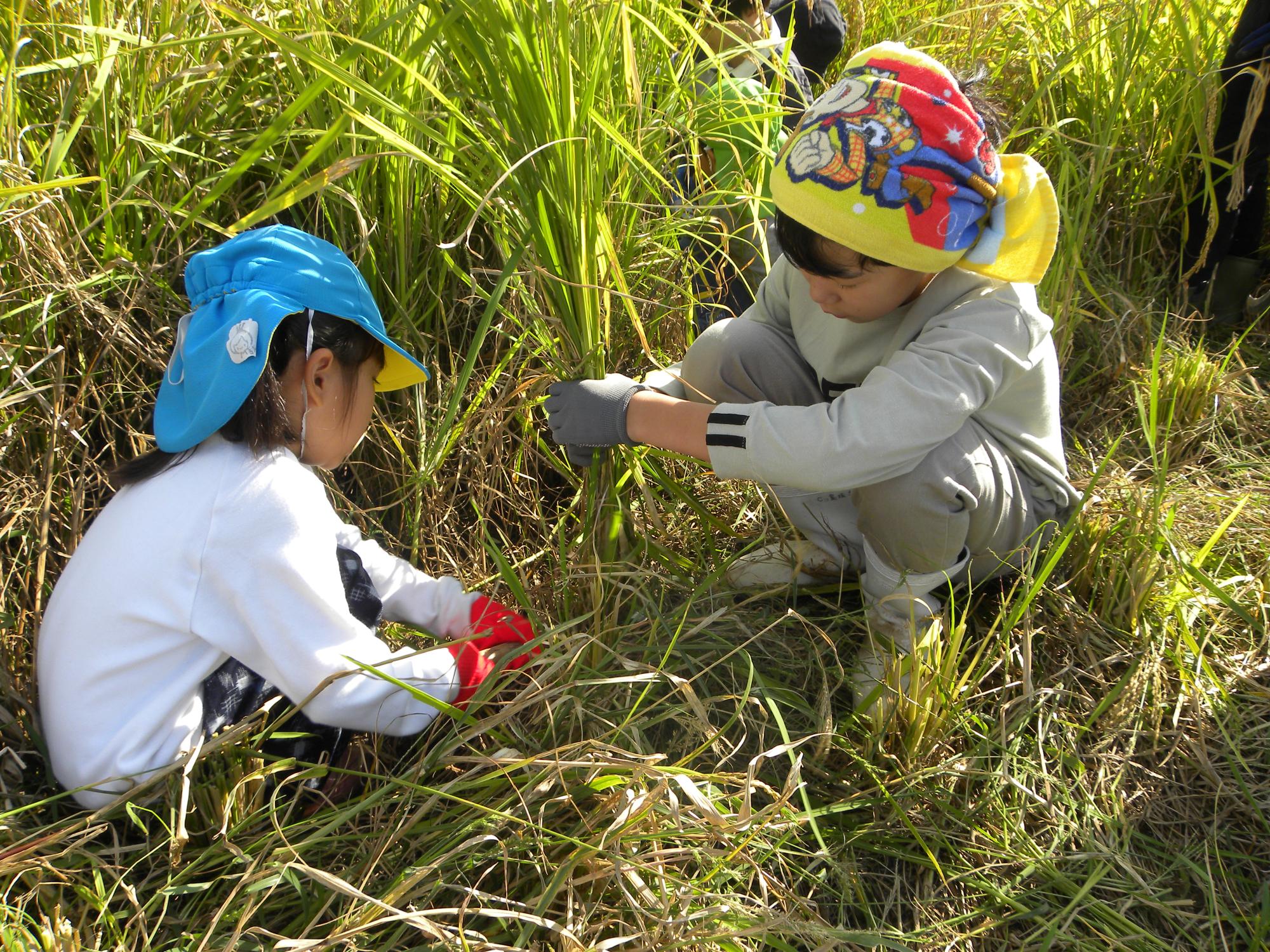 佐太小5年生と一緒に稲刈りしたよ！