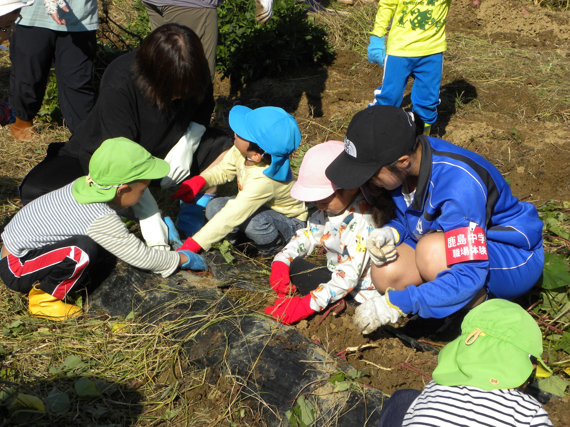 お芋が見えるね。一緒にほろう！大きいお芋、出てこいおいも。