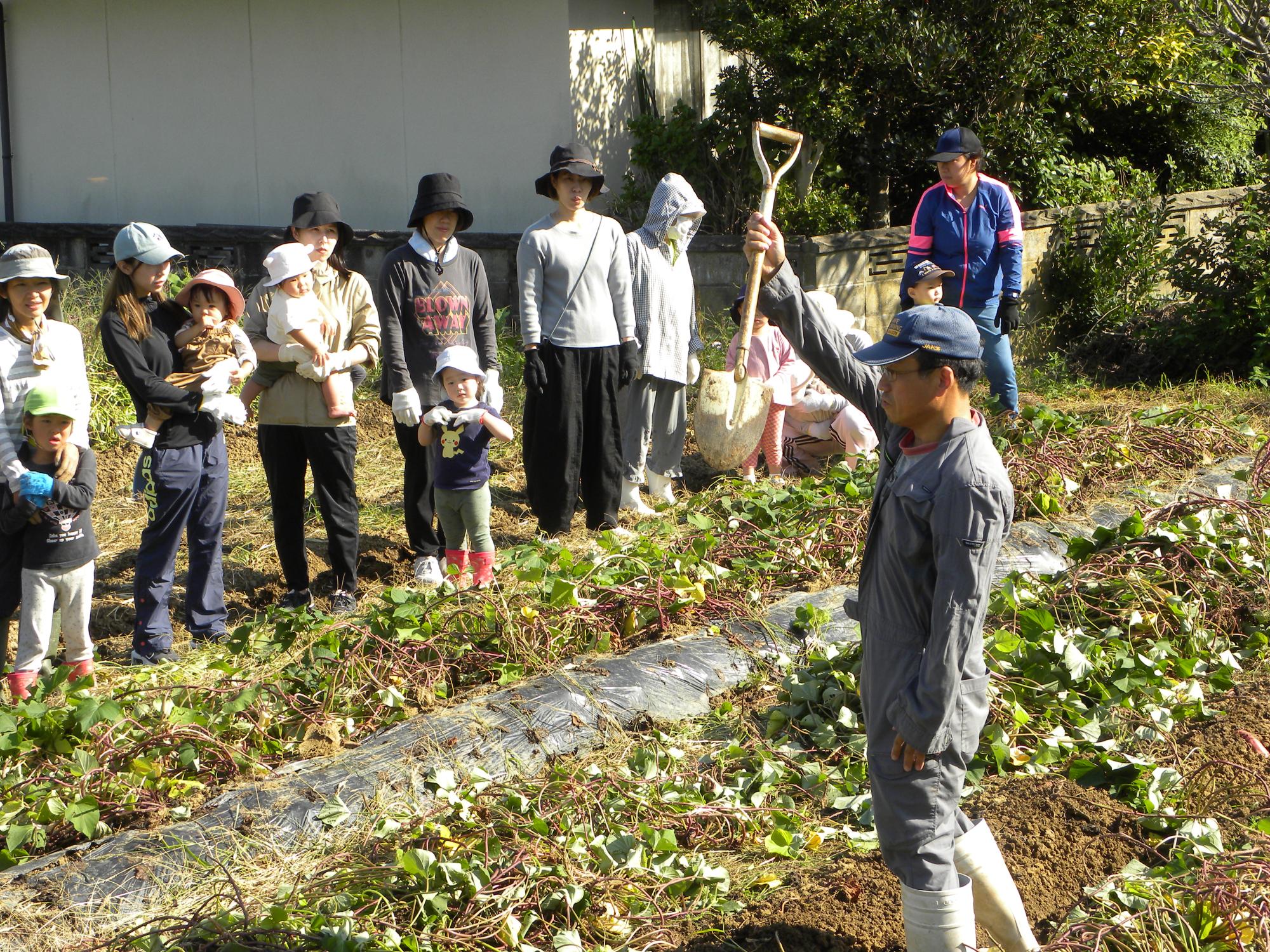芋ほり。畑のことでお世話になっている安達さんにお芋の豆知識、教えてもらったよ