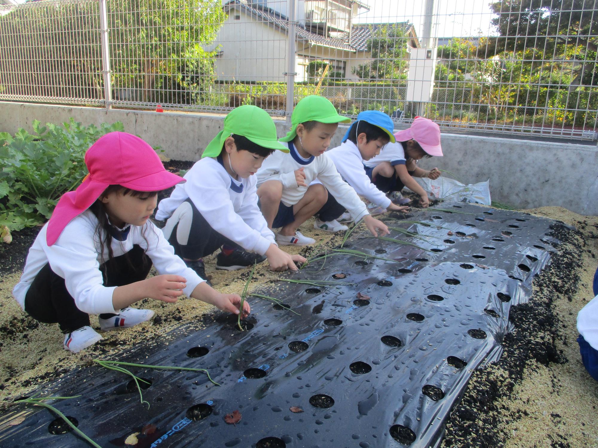 園の畑の玉ねぎの苗を植えたよ。地域の中島さん、いつもお世話になりありがとうございます。