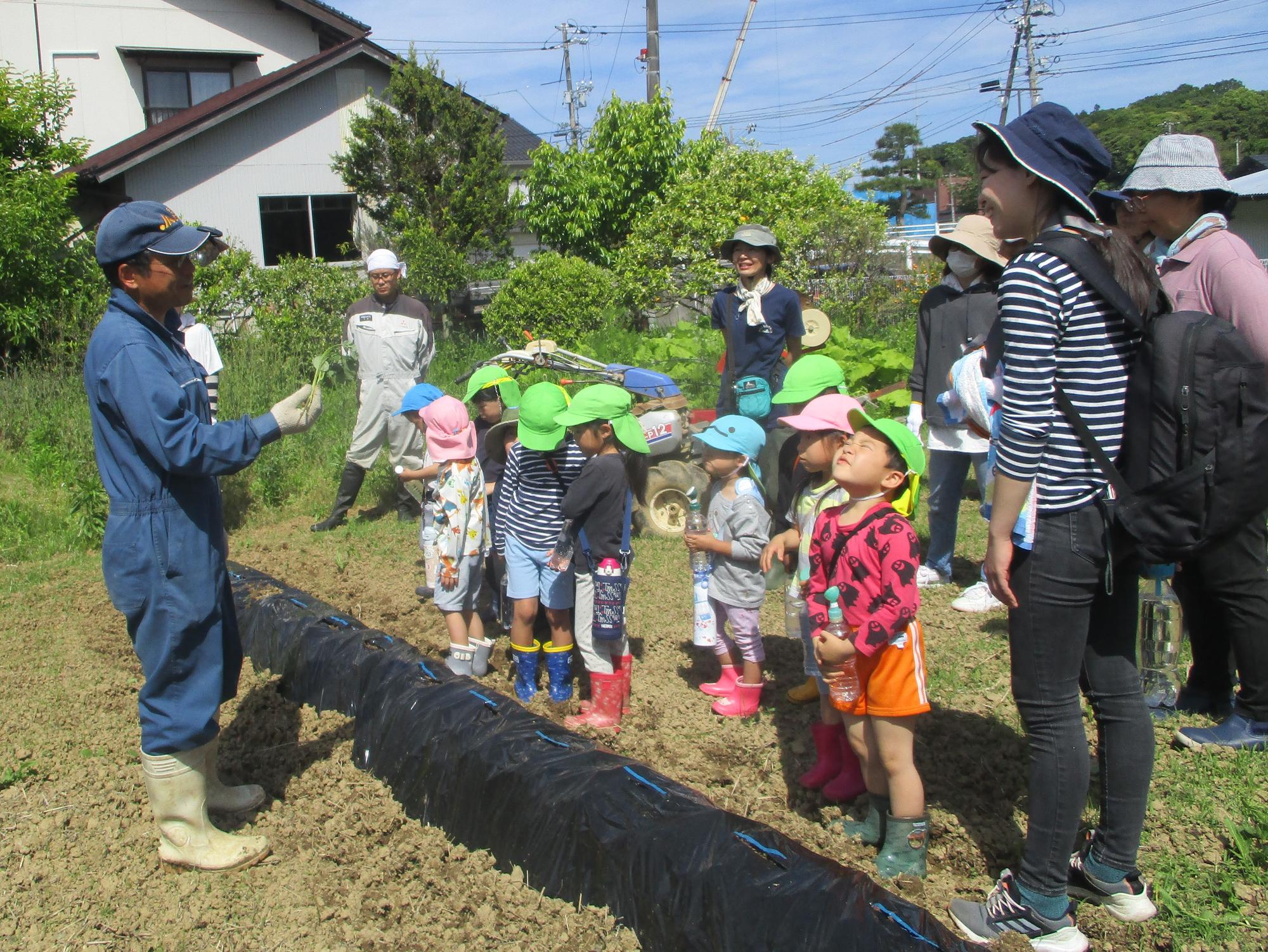安達さんのお世話になって芋苗を植えたよ