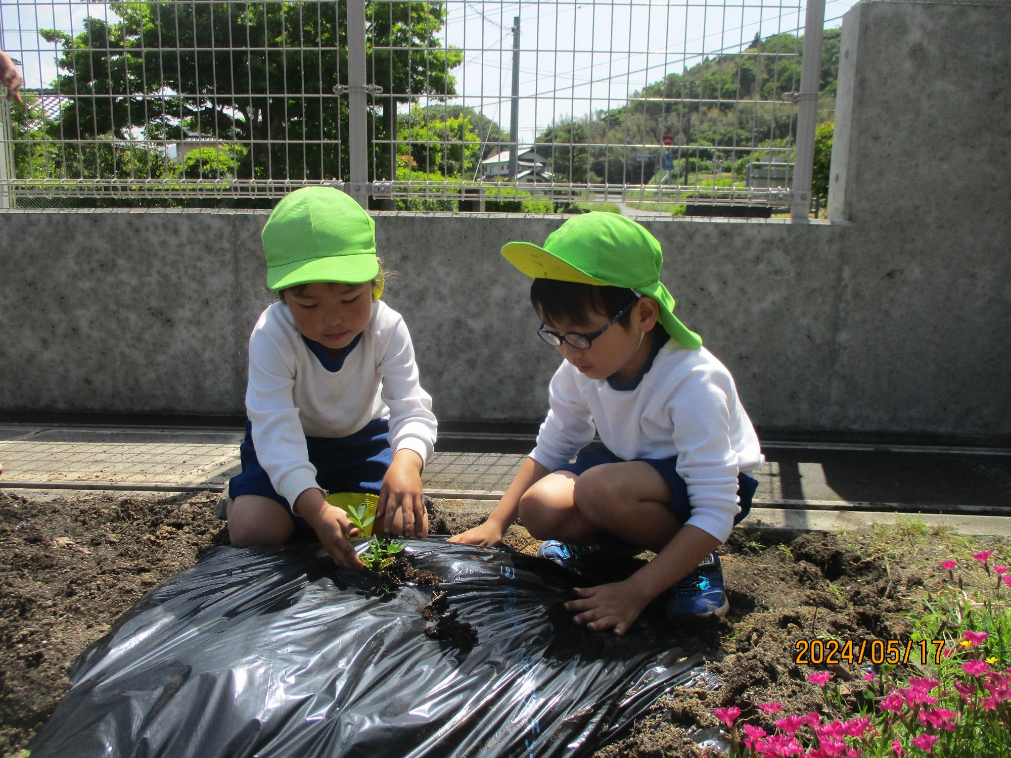 野菜と花を植えました。