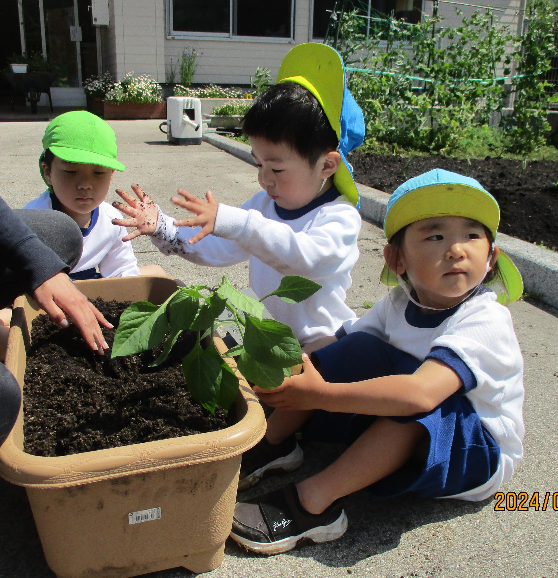 野菜を植えたよ