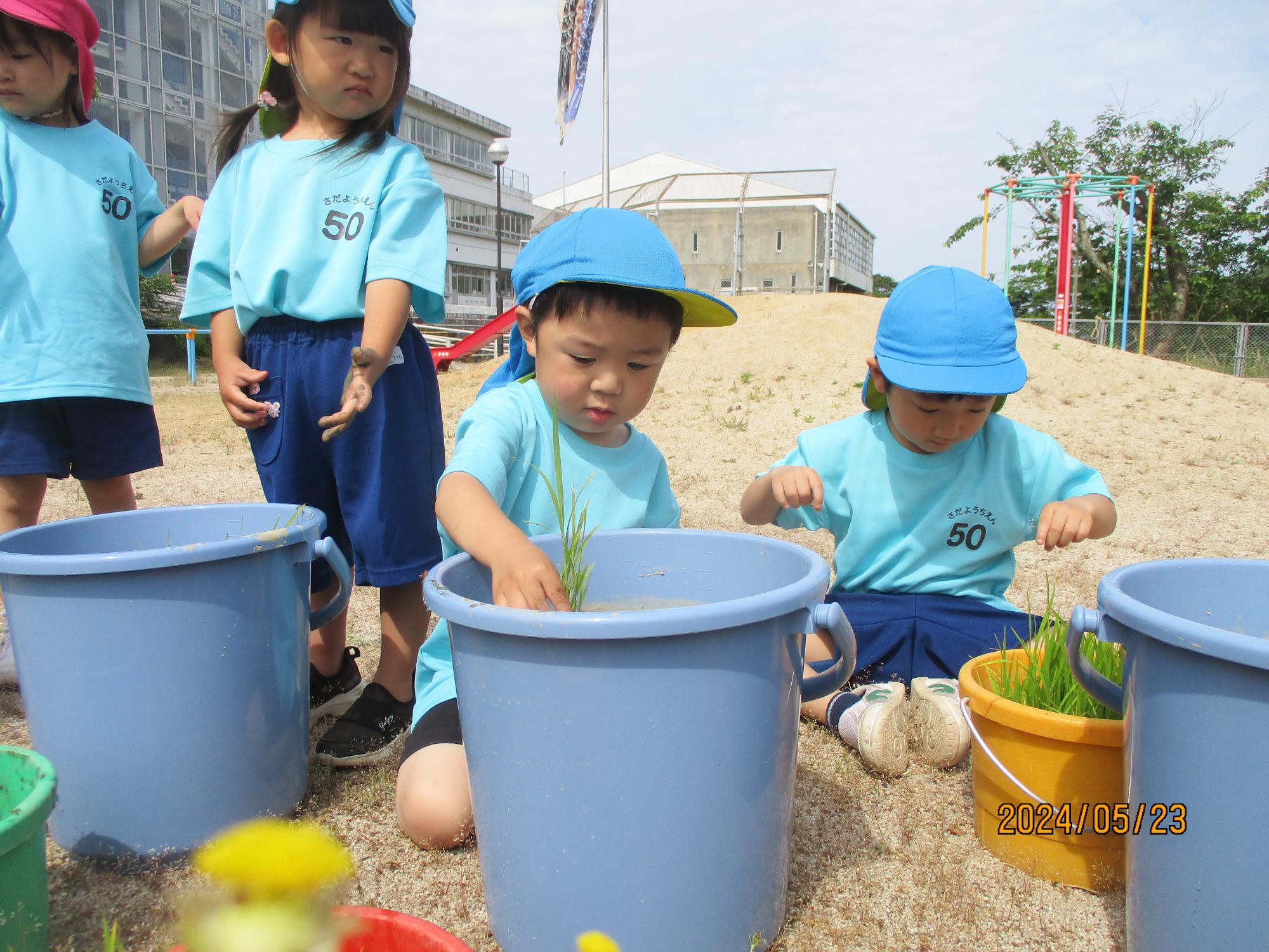 バケツたんぼで田植え