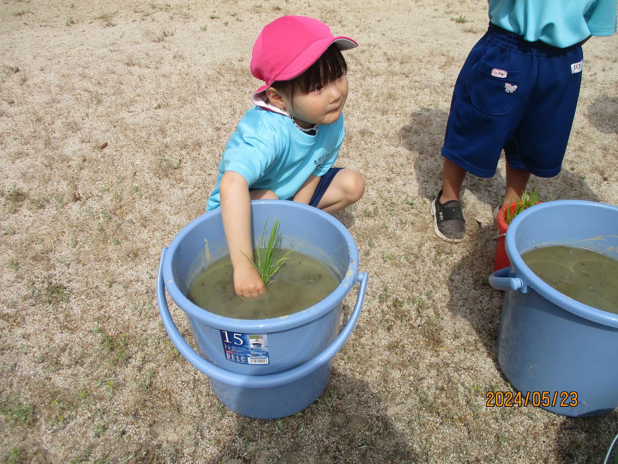 バケツたんぼで田植え