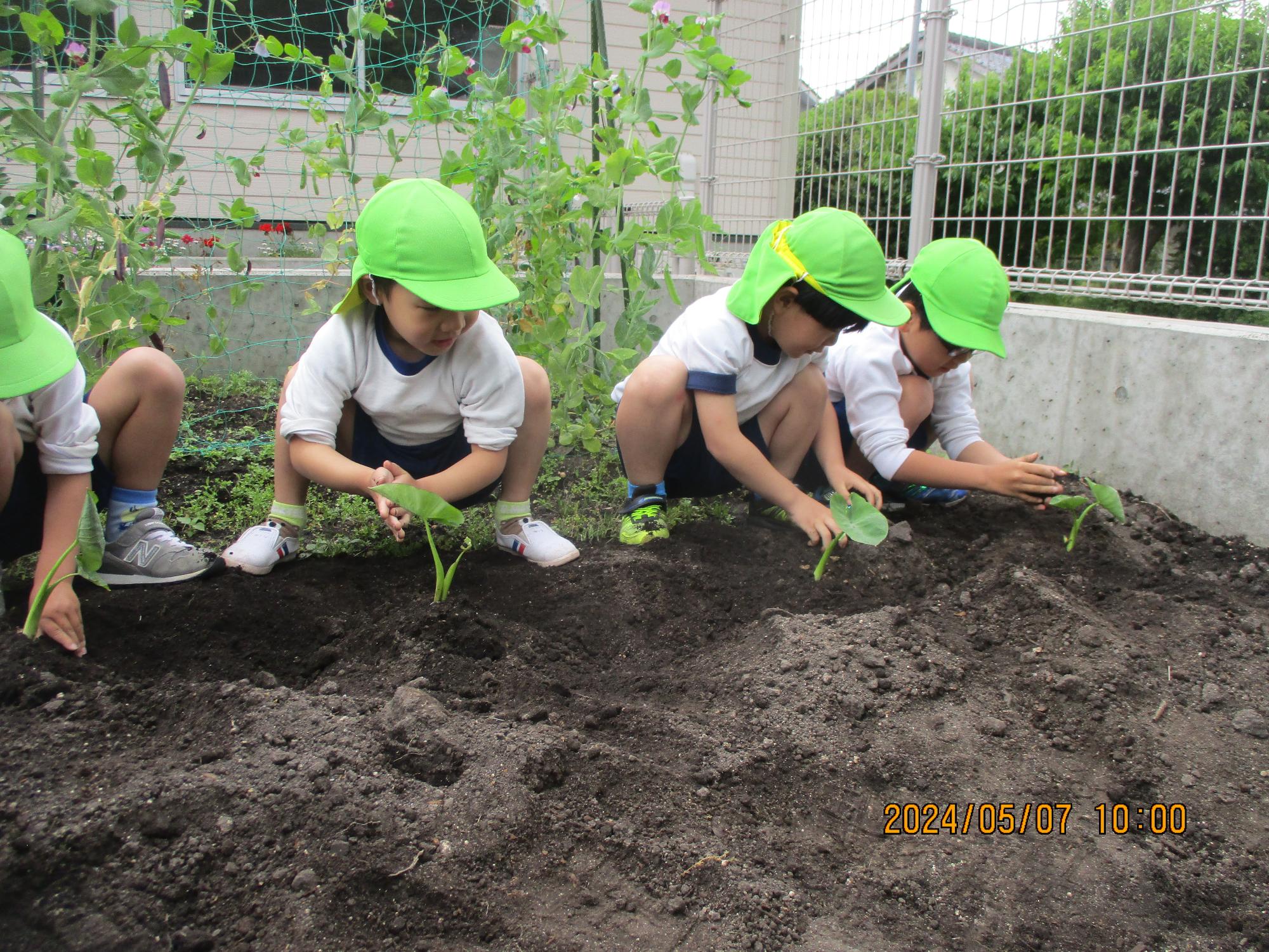 里芋植えたよ！