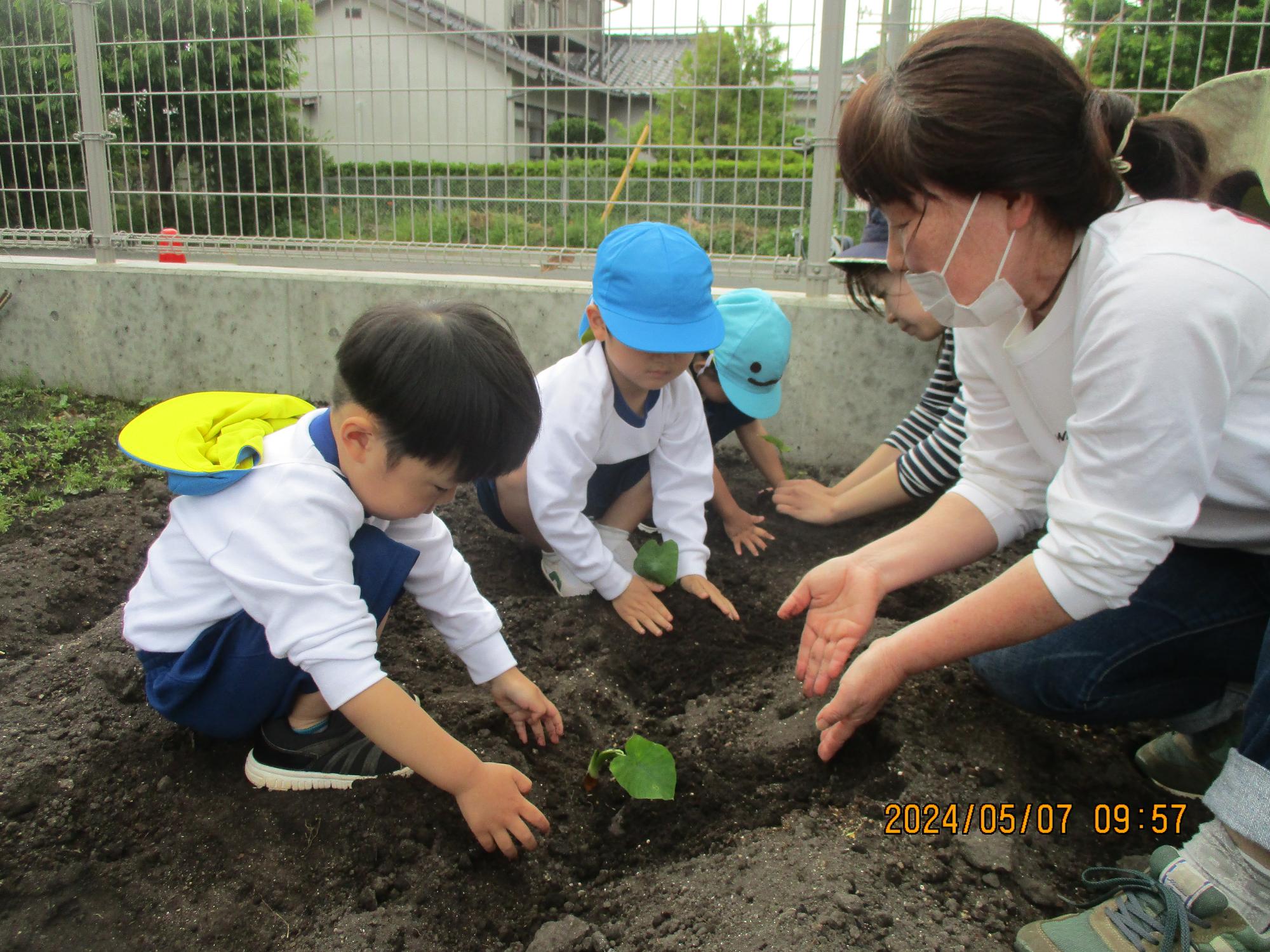 りす組さんも里芋とお話しながら植えたよ
