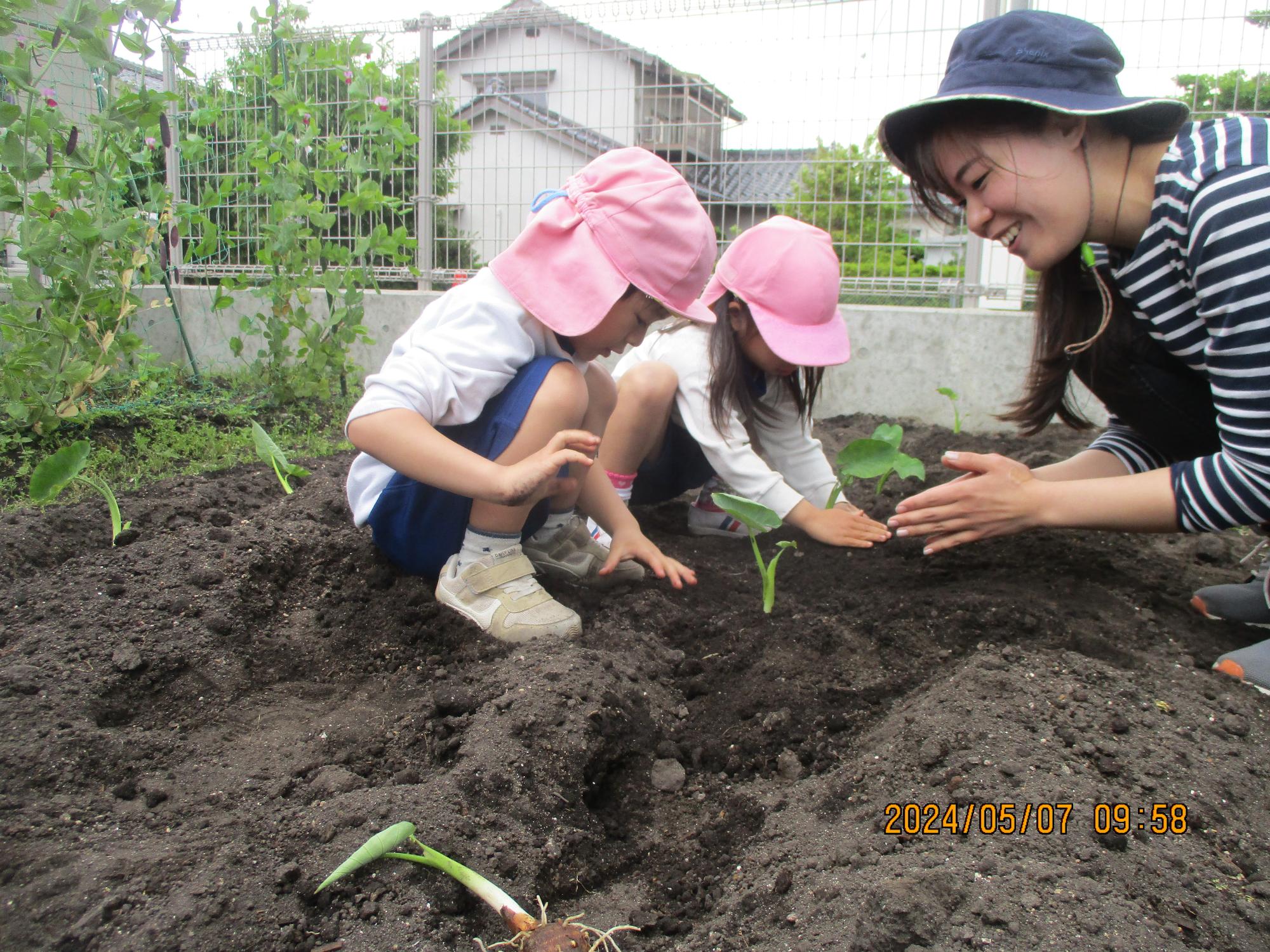 うさぎ組さんも、優しく植えたよ。