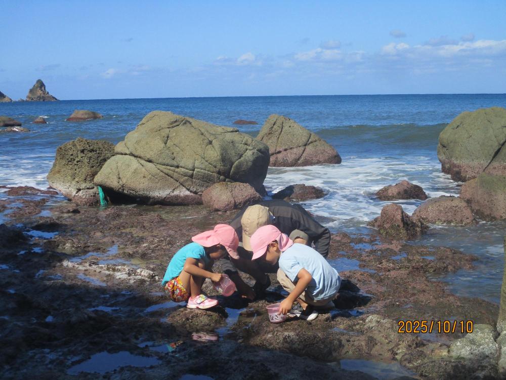 磯あそびで、貝やヤドカリ、沢山見つけたよ