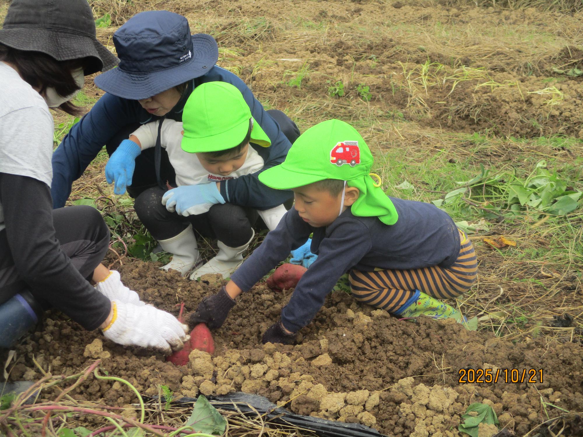 でできたおいも、がんばって掘るよ