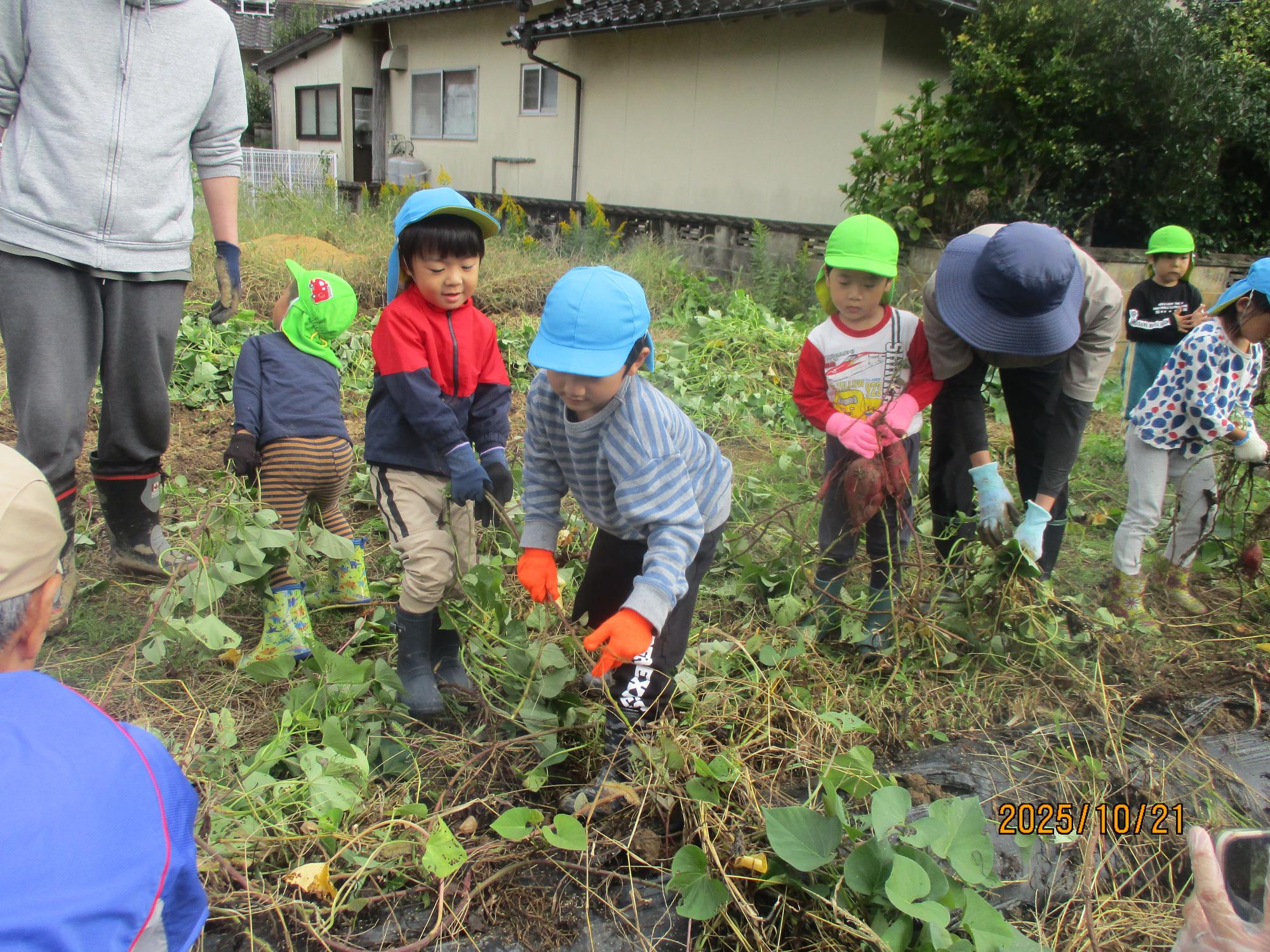 うんとこしょ、どっこいしょ。大きいおいも、出ておいで！