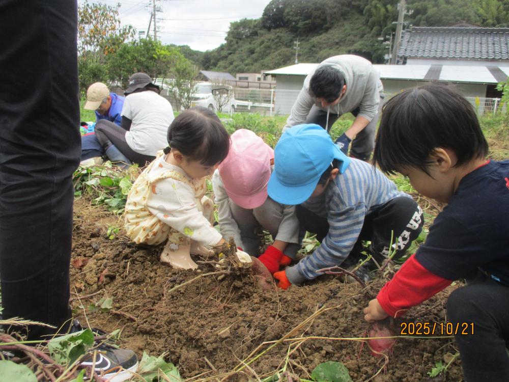 お芋掘り、大きいお芋が沢山惚れたよ！