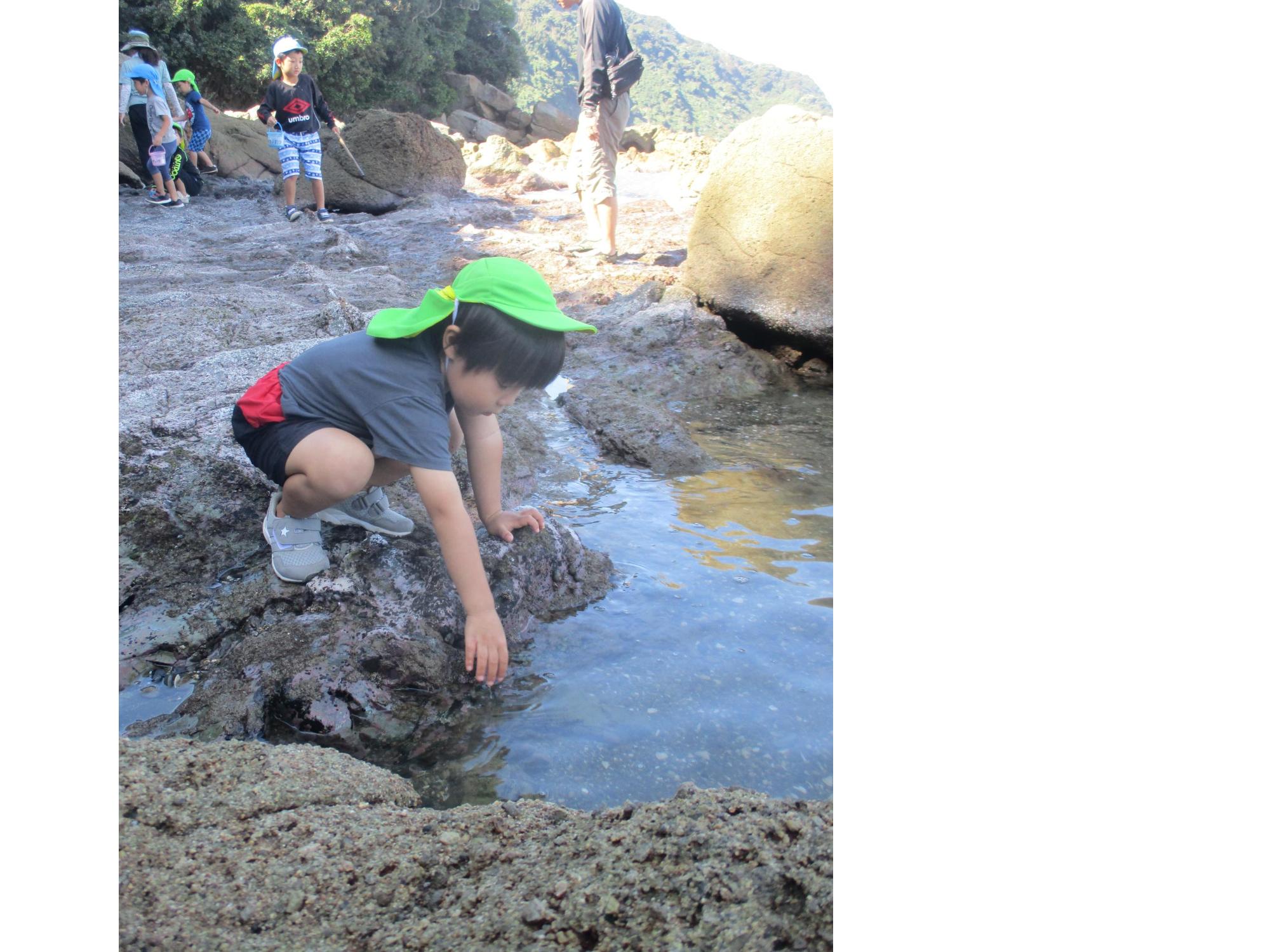 貝がたくさんいたよーつかまえよう