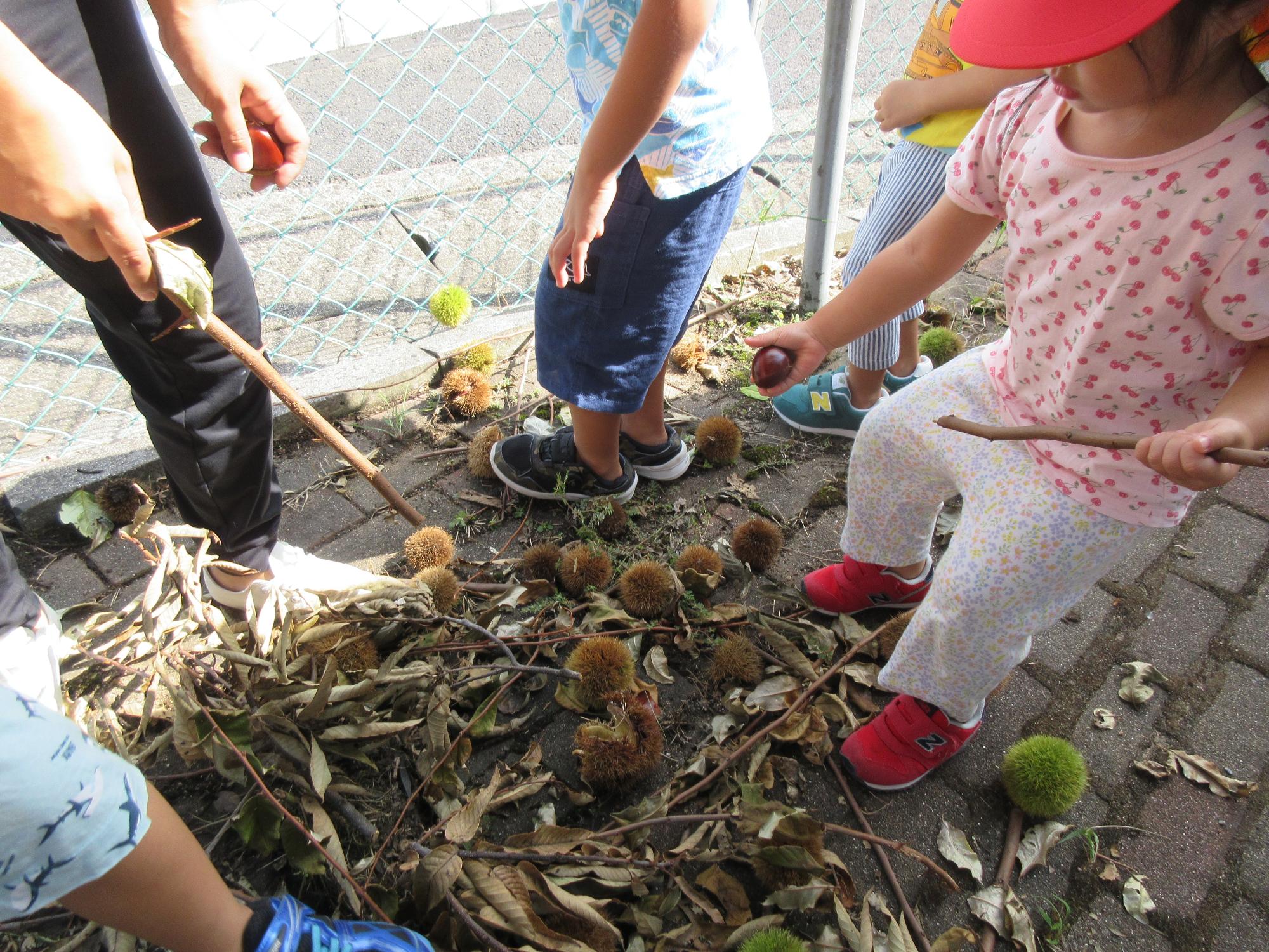 先生と子どもたちが木の枝を使って、いがの中に栗があるのか探しています。
