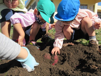 さつまいも掘りを体験する園児たちの写真