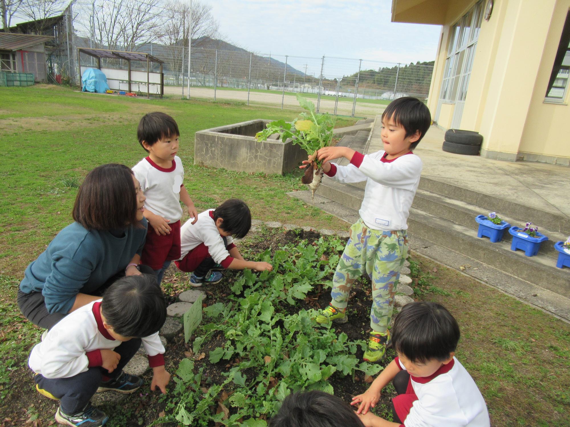 子どもたちが、先生と一緒に畑で大根を収穫し、かわいい大根が掘れました。
