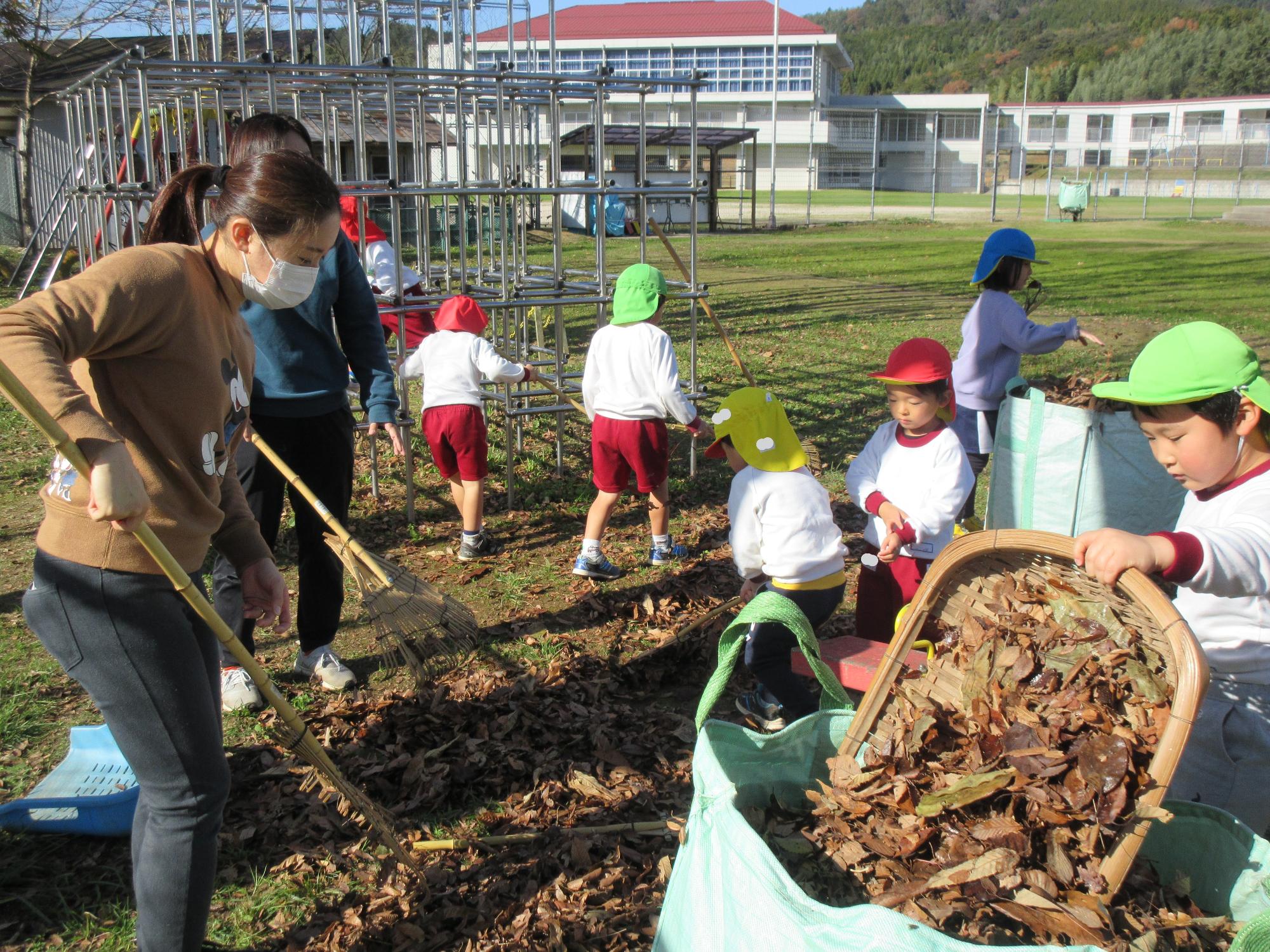 子どもたちが先生と一緒に、小さな熊手を使って園庭の落ち葉を集めています。