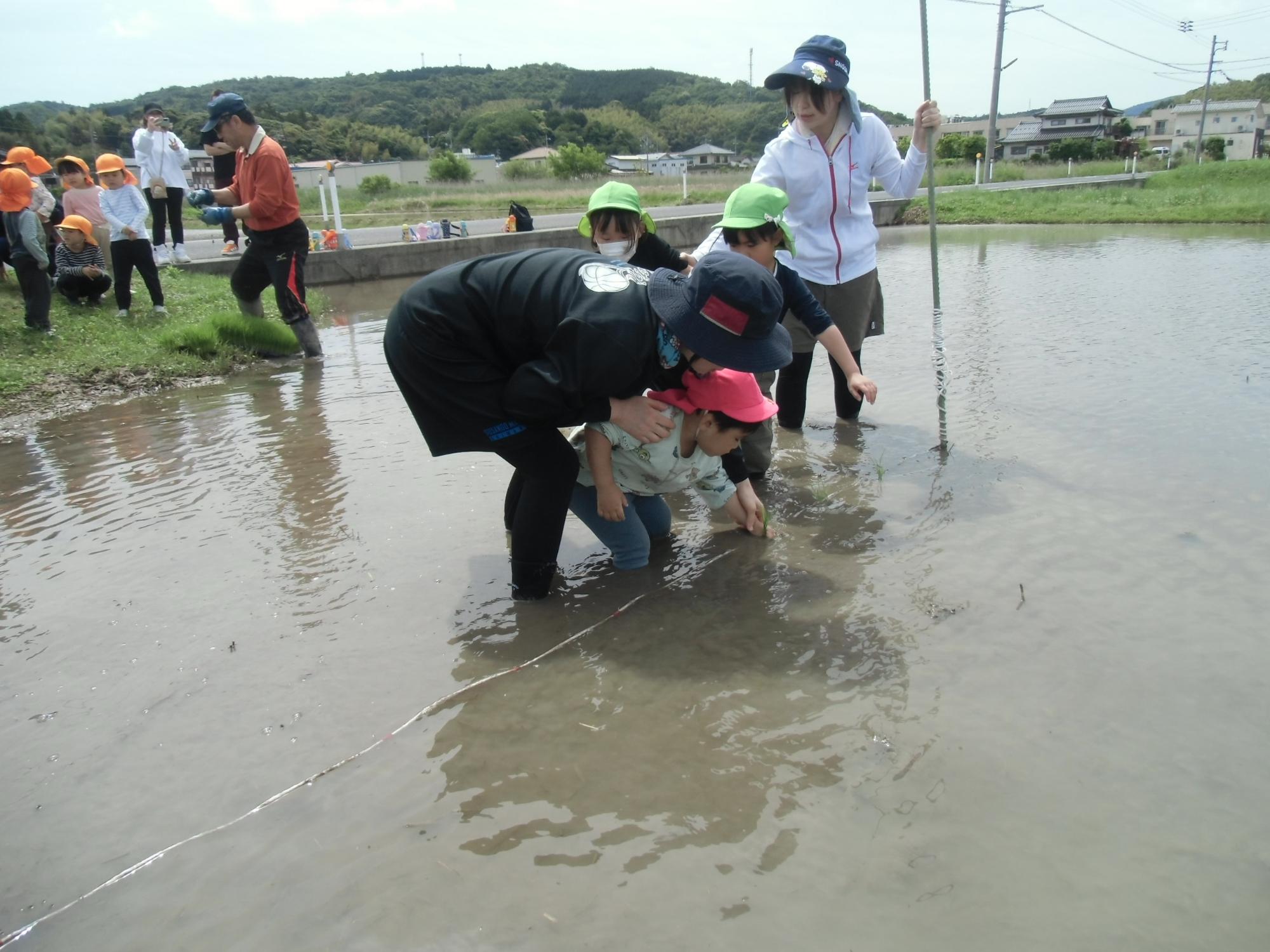うさぎさんが植える様子