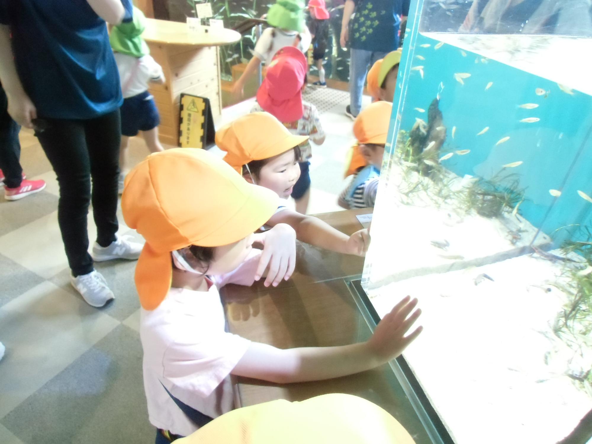 魚を見る様子