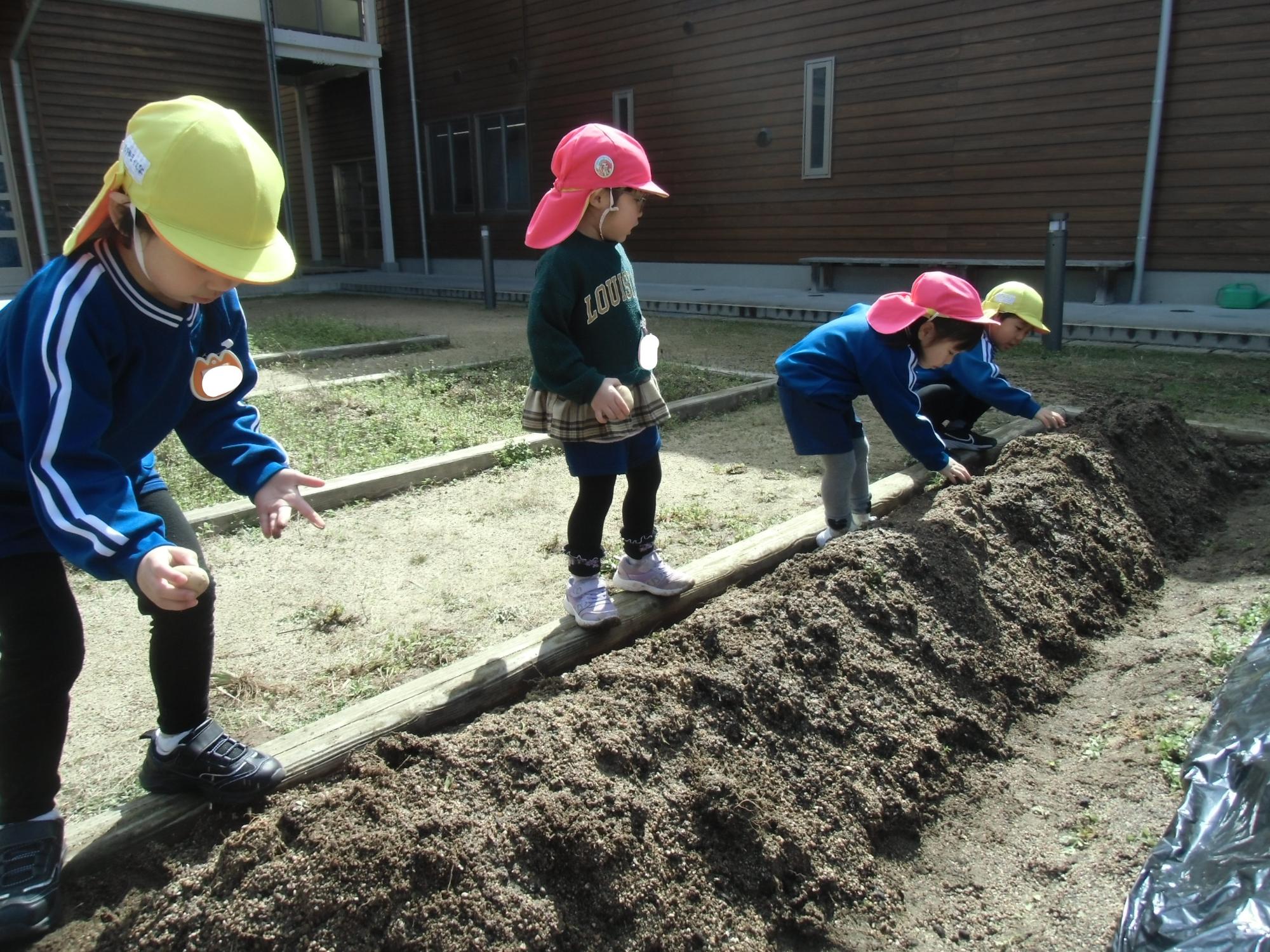 じゃがいもを植える園児の様子