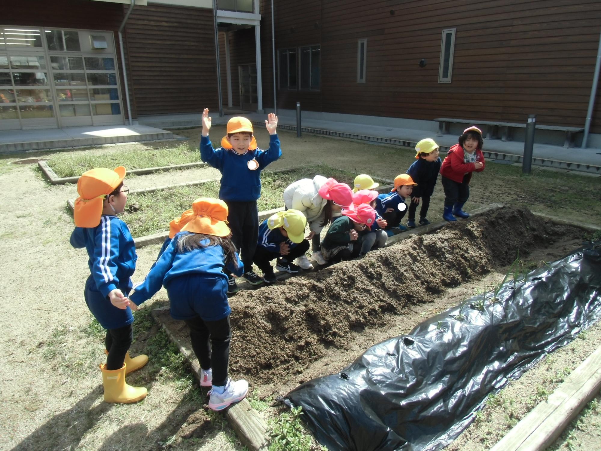 ジャガイモの成長を祈る様子