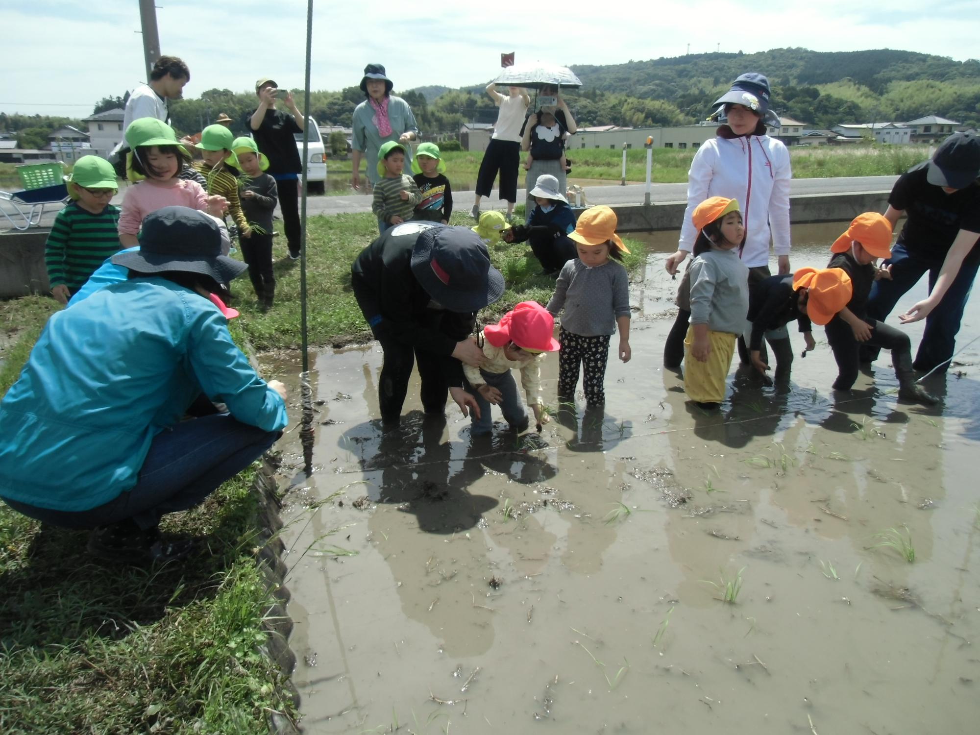 うさぎさんの田植えの様子