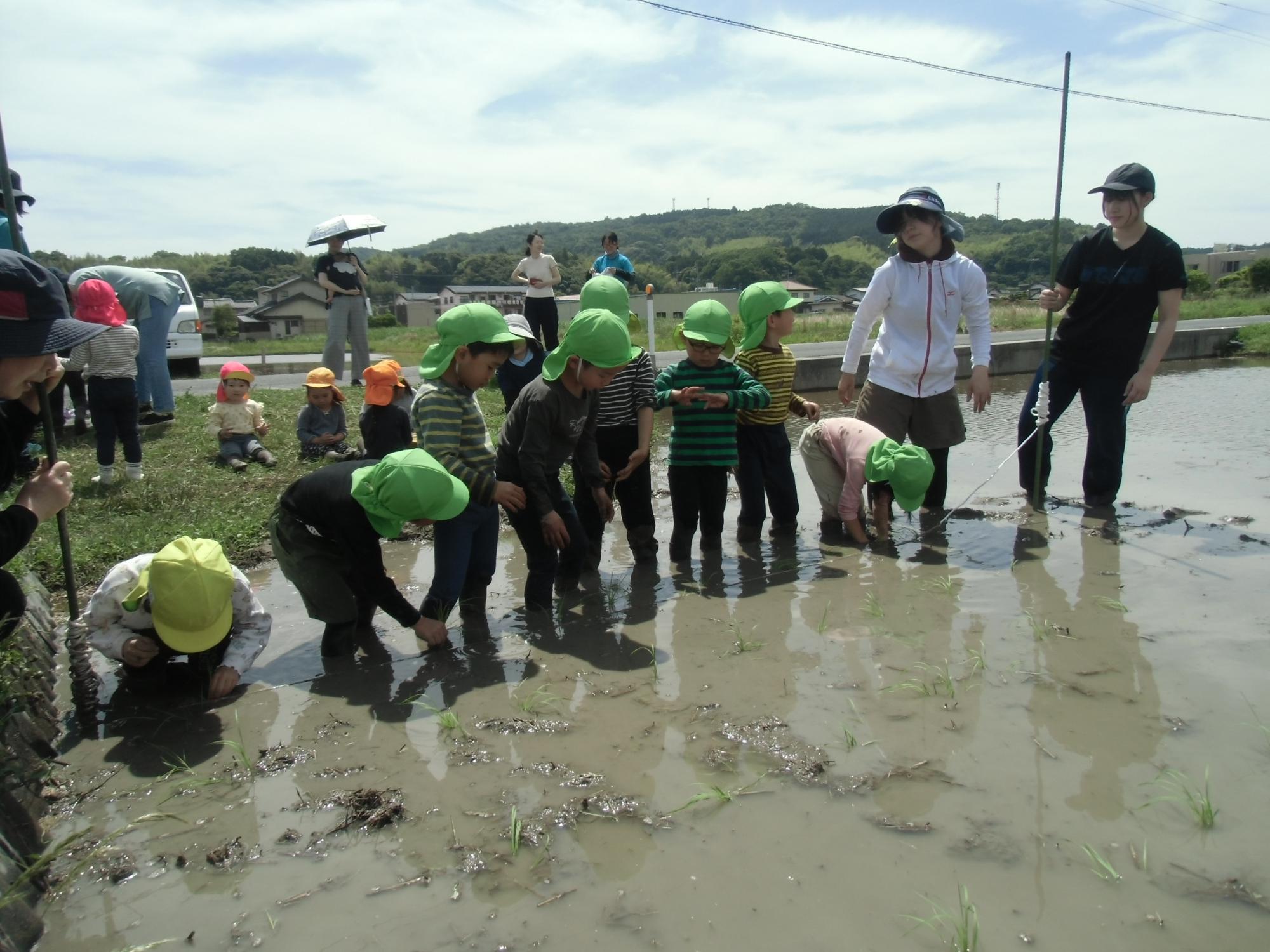 田植えが完了した様子
